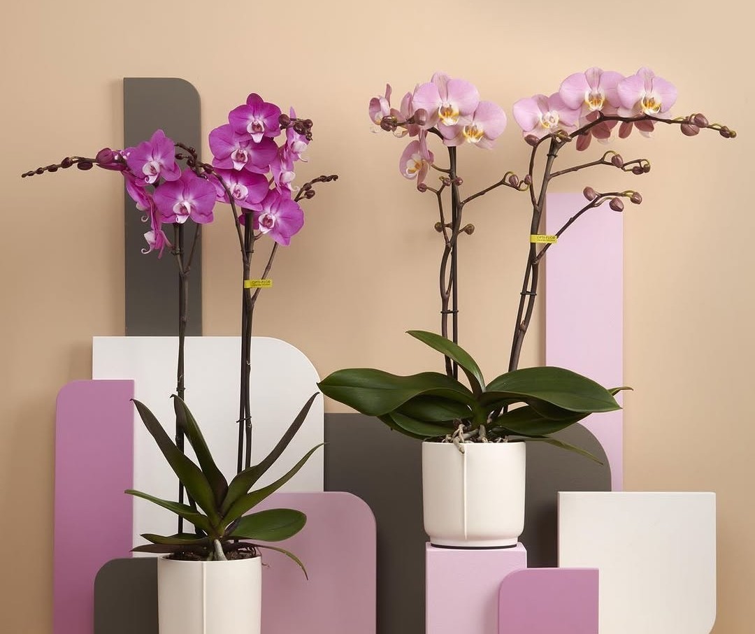 Bloom Orquídeas Buenos Aires 3