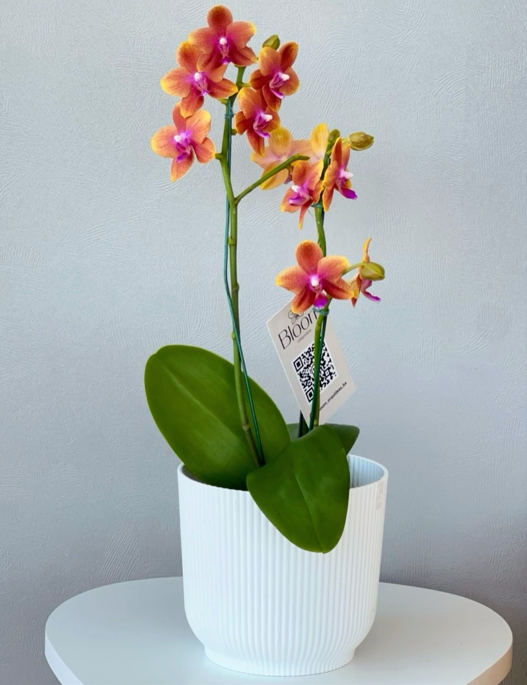 Bloom Orquídeas Buenos Aires 4